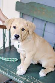 Adopt Aurora On Petfinder Cute Labrador Puppies Labrador Retriever Dog Labrador Retriever