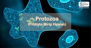 Ilustrasi Protozoa Atau Protista Mirip Hewan Biologi Hewan