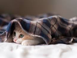 صور قطط جميلة عالية الجودة Hd Kitten Wallpaper Sleepy Kitten Cute Cat Wallpaper
