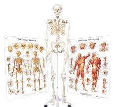 Human anatomy for student nurses. Amazon Com 3b Scientific 3009200 Standard Human Skeleton With Skeletal System And Human Muscle Charts Grade 1 To 12 Pack Of 3 Industrial Scientific