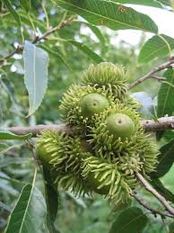 Image result for Quercus acutissima