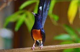 71 gambar burung vektor png hd paling keren gambar burung. Simak Inilah 5 Fakta Menarik Tentang Burung Murai Batu Pet Food Indonesia