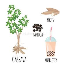 Just three of them, rice, maize and wheat, provide 60 percent of the world's food energy intake. Tapioca Pflanze Mit Kassava Baum Wurzeln Bob Und Blubenmilchtee In Flachem Stil Isoliert Auf Weiss Vektor Abbildung Illustration Von Blatt Kohlenhydrate 160021120