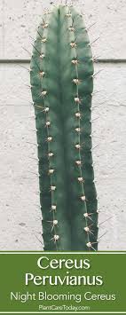 Grow cactus plants from seed.peruvian apple cactus donot forget to subscribelove for garden iam naeem from pakistan #applecactus#peruvianapplecactus. Cereus Peruvianus Cactus Is An Upright Plant Used Mainly As A Floor Plant Likes Well Drained Soil Warmth Sun And Low Cactus Plants Large Cactus Plant Cactus