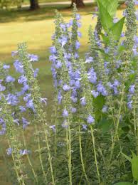 Image result for Salvia