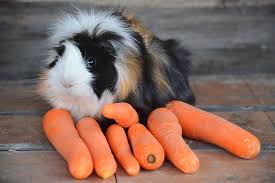 Guinea Pig Breeds List Complete Guide Of All Guinea Pig Breeds