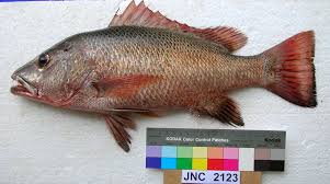Current fishing seasons and closures (noaa website) red snapper season. Mangrove Red Snapper Wikipedia