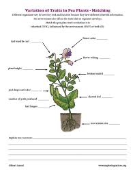Variation Of Traits In Pea Plants Matching Teaching Science Life Science Science Activities