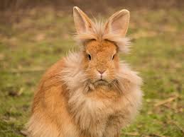 How much does a rabbit cage cost? Lionhead Rabbit Breed Information Price Care Guide Uk Pets