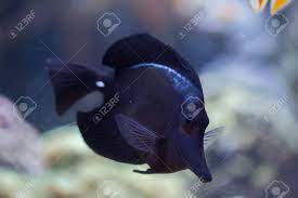 Negro De Pico Largo Tang Zebrasoma Rostratum Tambien Conocido Como El Pez Cirujano De Pico Largo Fotos Retratos Imagenes Y Fotografia De Archivo Libres De Derecho Image 66390809