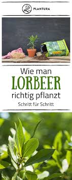 Lorbeer So Gelingt Der Anbau Im Eigenen Garten Pflanzen Garten Krauter Anpflanzen