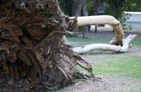 Tuttavia, le radici degli alberi possono causare molti problemi perché sollevano aree pavimentate o crescono in linee. Problemi Dell Albero Di Eucalipto Come Evitare Danni Alla Radice Dell Albero Di Eucalipto It Haenselblatt Com