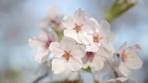 Free for commercial use no attribution required high quality images. 2020 Cherry Blossom Virtual Tour Nature Youtube