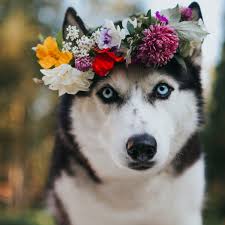 Check spelling or type a new query. 17 Flower Dog Names