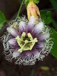 Pin On Floral Beauty