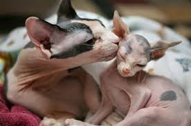 Pati Dokunusu Sphynx Kedileri