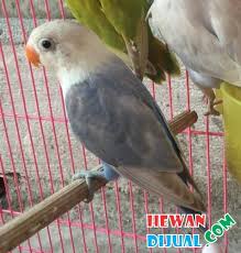 We did not find results for: Dijual Lovebird Pasvio Balibu Hewandijual Com