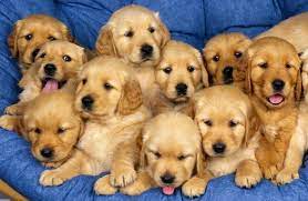 Pet Love In Africa How The Business Of Pets Is Making Money And Expanding Across Africa Smallstarter Africa