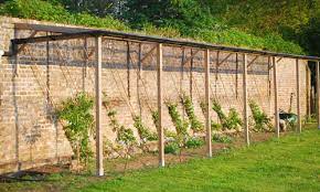 We are excited to offer the following fruit trees that have been hand picked to thrive in the pnw. Keepers Nursery Buy Fruit Trees Online By Mail Order