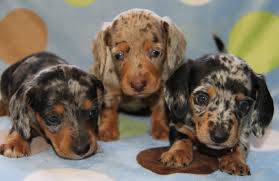 We have enjoyed sharing the love of the dachshund. Dachshund Puppies For Sale Guide At Puppies Idestorm Naturstyrelsen Dk
