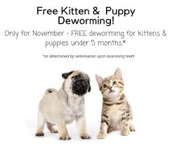 Pinned/repinned by jacquiandscott, and jacquelinehyland. November Special Free Puppy Kitten Deworming In Dallas Fort Worth Tx Low Cost Pet Vax