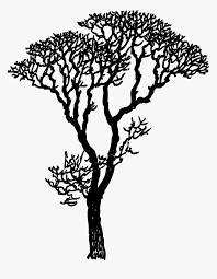• image size 6 x 6 inches. Transparent Tall Pine Tree Silhouette Png Drawing Trees Png Download Transparent Png Image Pngitem