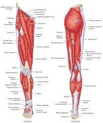 The Leg Into The Hip Body Muscle Anatomy Human Body