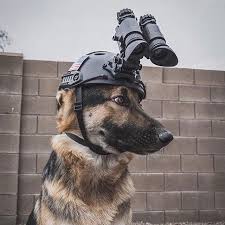 You May Be Cool But Youll Never Be As Cool As This K 9 Wearing Night Vision Goggles Foxdentactical Thebeardedmale Night Vision Goggles Dog Movies