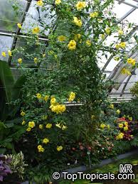 Image result for Allamanda cathartica