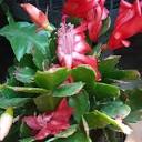 Arboleo - Filo cactus, también conocida como cactus de... | Facebook