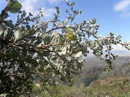 Image result for Cephalocroton mollis