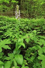 Image result for Platanthera psycodes