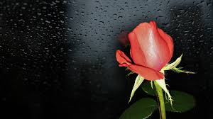 Pics show item when taken from box, i removed plastic covering and protective boards, and shows quality of item, etc. Wallpaper Red Rose Black Background Water Droplets 1920x1080 Full Hd 2k Picture Image