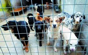 Adotta un cane dai canili della provincia di Cuneo