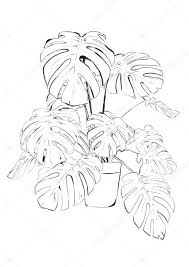 Black And White Plants Drawing Plants Sketch Tattoo Monstera Deliciosa Plant Sketch Black White In 2020 Plant Sketches Black And White Art Drawing Monstera
