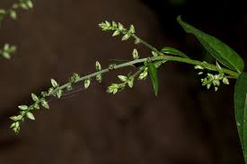 Image result for Pupalia micrantha