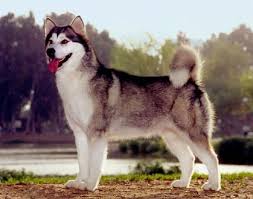 Give a puppy a forever home or rehome a rescue. Alaskan Malamute Facts And Information Viovet