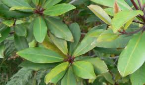 Image result for Rapanea