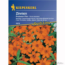 Zinnia zahara double white 250 seeds. Zinnie Profusion Fire Zinnia Elegans Zinnien Garten Schluter