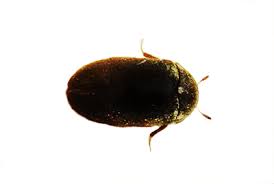 Carpet beetles like to lay eggs on larval food of animal origin including woollen carpets, clothing, furs and museum specimens carpet beetle eggs are white or cream in colour and measure around ¼ to ½ millimeters in length. Carpet Beetles Carpet Beetle Damage Fantastic Pest Control