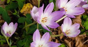 Is it going to hurt her? Which Plants Are Poisonous To Cats A Complete Guide Bechewy