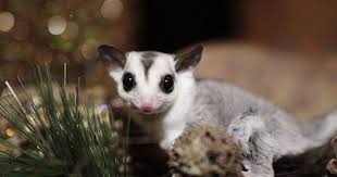 Free Sugar Gliders Sugar Glider Joeys For Sale Adoption From Tulsa Oklahoma Adpost Com Sugar Glider Sugar Glider Baby Sugar Glider For Sale