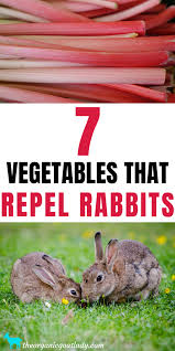 Just a few of the flowers on that list include mexican marigolds , dusty miller, lavender , yarrow , butterfly weed, russian sage, and stylophorum (celandine poppy). 7 Vegetables That Repel Rabbits The Organic Goat Lady