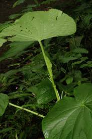 Image result for Piper umbellatum