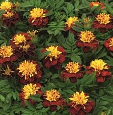 The potential of a clay to shrink/swell with moisture content variation can be obtained in the laboratory via. Growing Marigolds Planting Caring For Marigold Flowers Garden Design