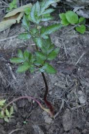 Image result for Aporrhiza