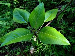 Image result for Lotononis stipulosa