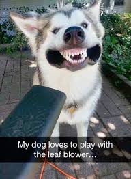 48 Funny Dogs To Brighten Up Your Day Funny Animals Funny Animal Pictures Cute Animals