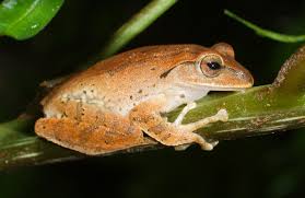 Image result for Polystachya delepierrei