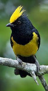 Pin En Fotografia De Aves